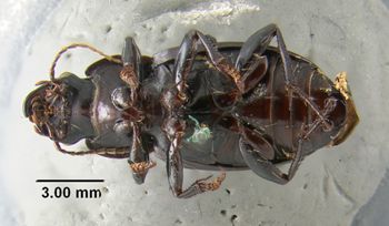 Media type: image;   Entomology 304893 Aspect: habitus ventral view